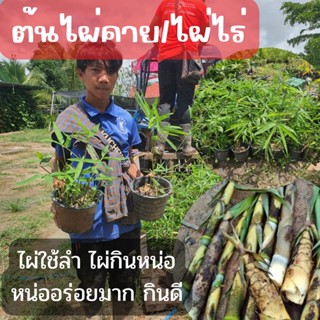 1 ต้นพันธุ์ไผ่คาย-ไผ่ไร่ ไผ่ใช้ลำ ไผ่กินหน่อ ไผ่ไร่ เป็นไผ่ที่หน่อทำอาหารพื้นบ้านได้อร่อยที่สุด ต้นสวยแข็งแรง พร้อมปลูก