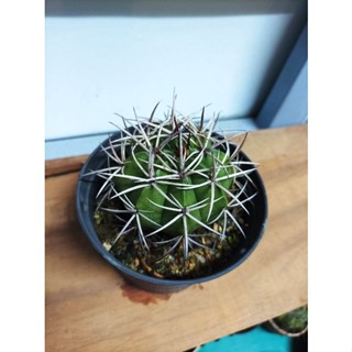 melocactusเมโลแคลตัสกระถาง4นิ้ว