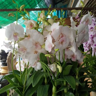 กล้วยไม้ หวายลูกผสม ดอกสีโอโรส Dendrobium hybrid