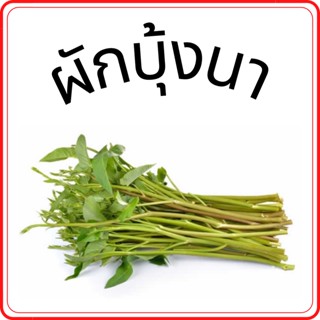 ผักบุ้งนา ผักสด ราคาถูก