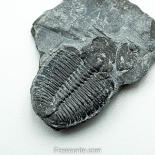 [อายุกว่า 505 ล้านปี!!!] #188 ฟอสซิล ไทรโลไบต์ Elrathia Kingi Trilobite ของแท้ ขนาดเล็ก บน Matrix จาก USA