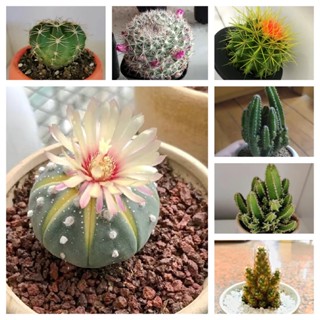 Cactus Seedsเมล็ดแคคตัส แคคตัสหายาก แคคตัส แคคตัสสวยๆถูกๆ แคคตัสราคาถูก เมล็ดพันธุ์ ไม้ประดับ ต้นบอนสี ต้นไม้ ต้นไม้มงคล