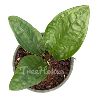 หน้าวัวใบซูเปอร์บัม (Anthurium superbum) กระถาง 6 นิ้ว