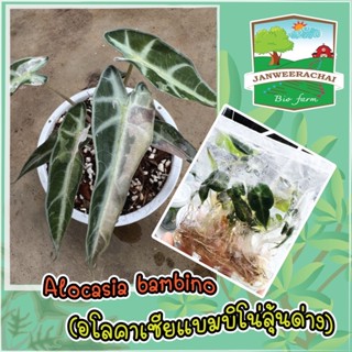 🔥Alocasia bambino🔥ลุ้นด่าง🔥จากแม่ด่าง🔥ชุด5 ต้น