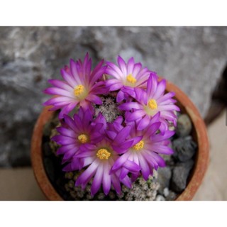 ไม้กราฟแมมเฮอนันเดส Mammillaria Hernandezii