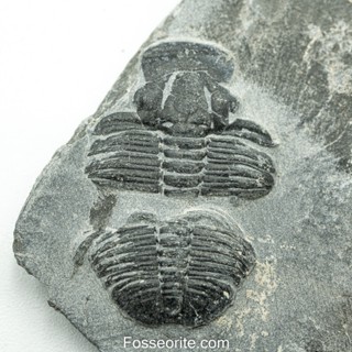 [อายุกว่า 505 ล้านปี!!!] #203 ฟอสซิล ไทรโลไบต์ Elrathia Kingi Trilobite ของแท้ ขนาดเล็ก บน Matrix จาก USA