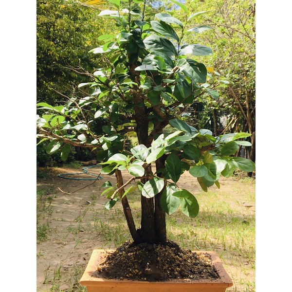 Bonsai : Diospyros Ebenum  11-12years old #BDE20100503