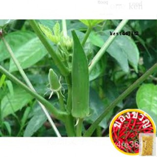 Okra 85Pcs Camiling Smooth Seeds Vegetable Reacked Gardening พัตต์ดอกไม้/กระโปรง/กระโปรง/กางเกง/seeds/เสื้อ/อัญมณี/ผู้ชา