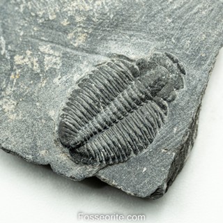 [อายุกว่า 505 ล้านปี!!!] #184 ฟอสซิล ไทรโลไบต์ Elrathia Kingi Trilobite ของแท้ ขนาดเล็ก บน Matrix จาก USA