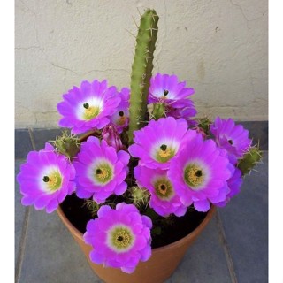 อิชินอปหนามเลื้อยเพนต้า ไม้หายาก น่าสะสม echinocereus pentalophus