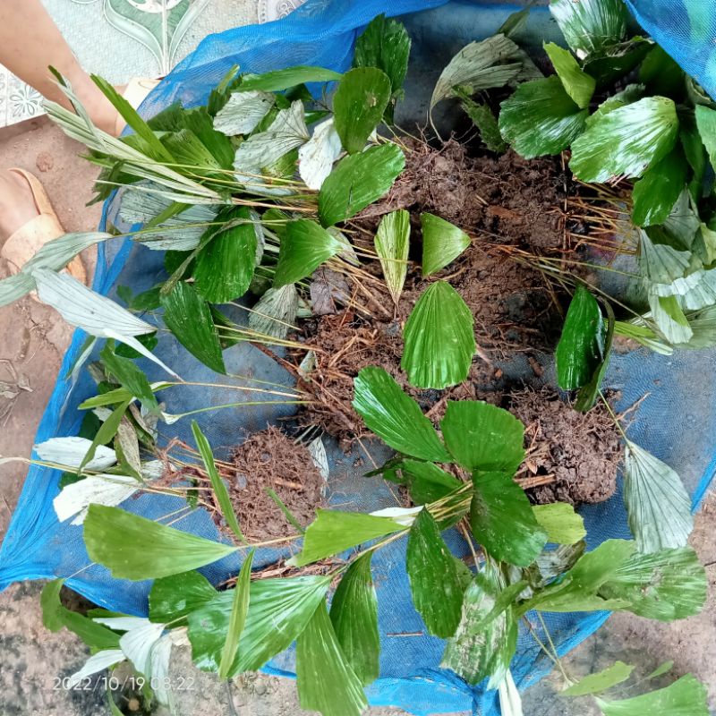 ต้นลูกชิดขนมหวานขาย4ต้น50บาท - รูปที่ 2