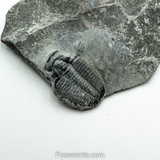 [อายุกว่า 505 ล้านปี!!!] #213 ฟอสซิล ไทรโลไบต์ Elrathia Kingi Trilobite ของแท้ ขนาดเล็ก บน Matrix จาก USA