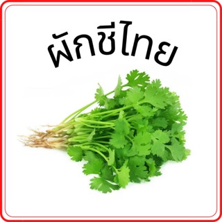 ผักชีไทยพร้อมราก ผักสด ราคาถูก