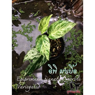 อิพิ มาเบิ้ล Epipremnum pinnatum marble Variegated