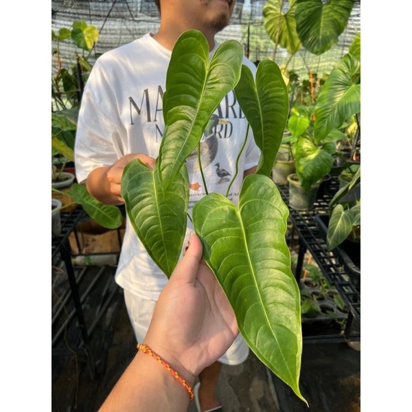 Anthurium veitchii ( king ) คิง