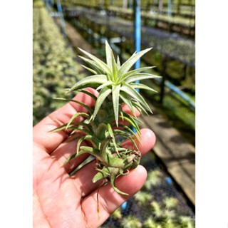 Tillandsia ionantha vanhyningii