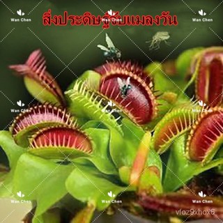 ขายดี สวนครัว/ไม้กินแมลง กาบหอยแครงปากแดง (Venus Flytrap Seed) 30 Seeds Potted Insectivorous อา/เมล็ด ซอง งอก การ J263