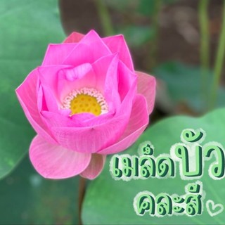 เมล็ดบัวนำเข้า คละสีดอก ตกแต่งอ่างบัว อ่างปลา ตู้ปลา