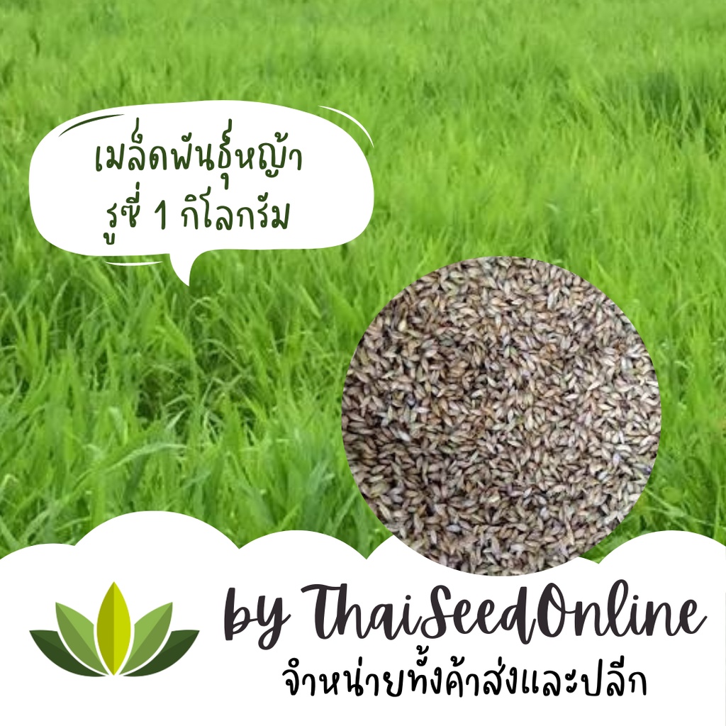 งอก100% เมล็ดพันธุ์หญ้า หญ้ารูซี่ รูซี่ เมล็ดใหม่ 1 กก.