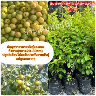 ต้นพุทราสามรสพันธุ์แสงทอง🌳กิ่งทาบ(ขนาด20-30cm) ปลูก5เดือนได้ผลรับประกันสายพันธุ์เเท้ลูกดกมากๆ