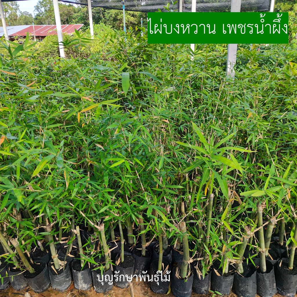 (ของแท้)ไผ่บงหวานเพชรน้ำผึ้งเบอร์9 หน่อใหญ่ คัดต้นสวยๆ อวบๆจากสวน
