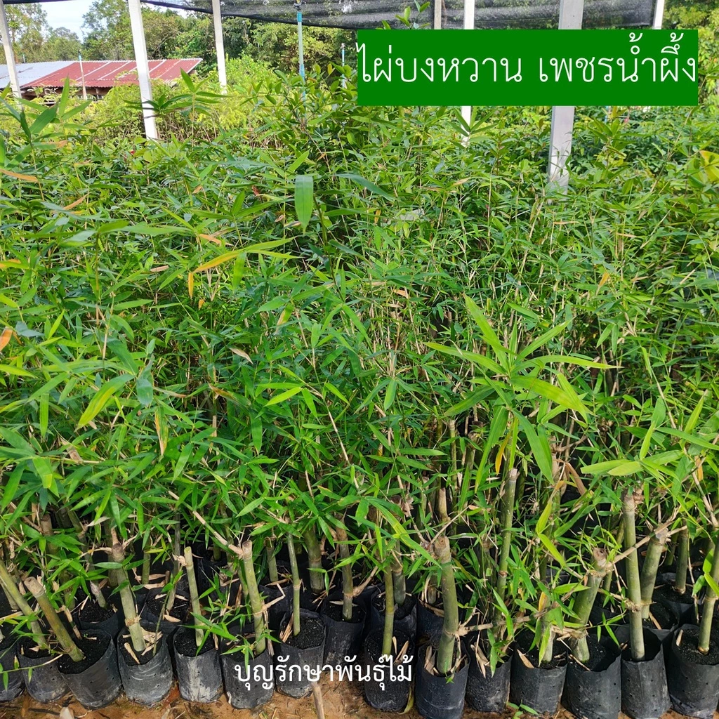 ขั้นต่ำ2ต้น (ของแท้)ไผ่บงหวานเพชรน้ำผึ้งเบอร์9 หน่อใหญ่ คัดต้นสวยๆ อวบๆจากสวน