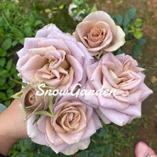 ผู้หญิง/เมล็ด/ดอกไม้/สวน/สวน/ดอกทานตะวัน/ดอกไม้/หญ้า/ข้าวโพด/สวนผลไม้/กล้วย/เสื้อผ้าผู้ชาย/ผู้หญิง/แม่และเด็ก/กระโปรง/เส