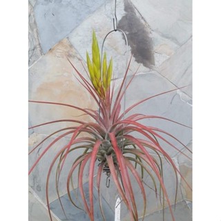 [ขายหน่อ] Tillandsia concolor Large Form ทิลแลนด์เซีย คอนคัลเล่อร์ ลาร์กฟอร์ม airplant สับปะรดอากาศ ทิลแลนเซีย