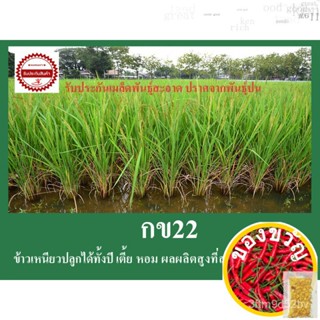 เมล็ดพันธุ์ข้าวปลูก กข22 น้ำหนัก1กก.(ข้าวเหนียวต้นเตี้ย เหนียวนุ่ม ปลูกได้ทั้งปี ผลผลิตสูง) รับประกันเมล็ดพันธุ์สะอาด ปร