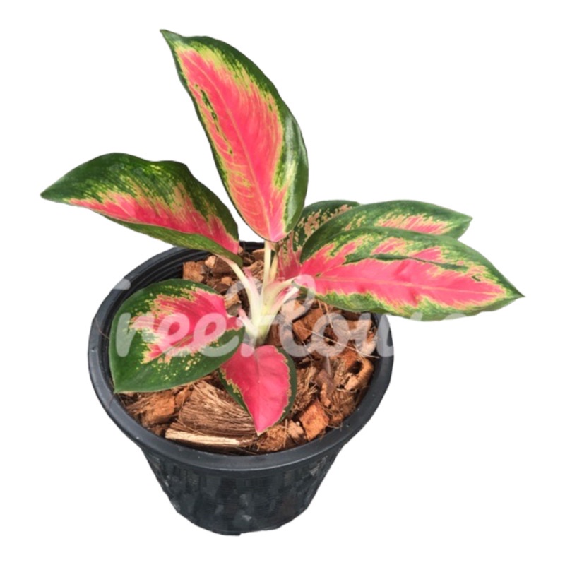 ต้นช้างแดง กระถาง 6 นิ้ว / Aglaonema Changdang Pot 6”