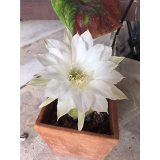 อิชินอปซิส นูปต้า ดอกลิลลี่สีขาวใหญ่ Echinopsis subdenudata ส่งทั้งกระถางเซรามิคจ่กญี่ปุ่น ตั้งโชว์ หรือเป็นของฝากได้เลย