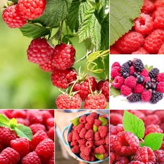 （คุณภาพสูง เมล็ด）ประเทศไทย พร้อมสต็อก Raspberry Fruit Seeds ​ประกอบด้วย 1000 ​พันธุ์ไม้ผล ต้นไม้ ต้น/ง่าย ปลูก สวนครัว เ