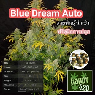 (คัดเมีย) Auto เมล็ด Blue Dram Auto 🍀เมล็ดพันธุ์นำเข้า พร้อมจัดส่ง