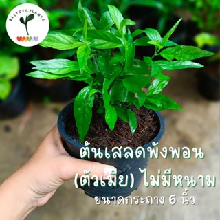 เสลดพังพอน ตัวเมีย ไม่มีหนาม (สมุนไพร) ขนาดกระถาง 6 นิ้ว