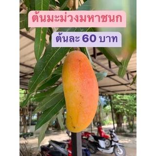 #ต้นมะม่วงมหาชนก ((เสียบยอด)) 1 ปีติดผล สูงราว50-60เซน