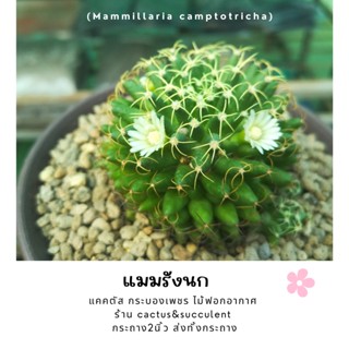 แคคตัส แมม รังนก Mamilaria camptotricha ดอกสีขาว🌼 ขนาด2.5ซม. ส่งทั้งกระถาง