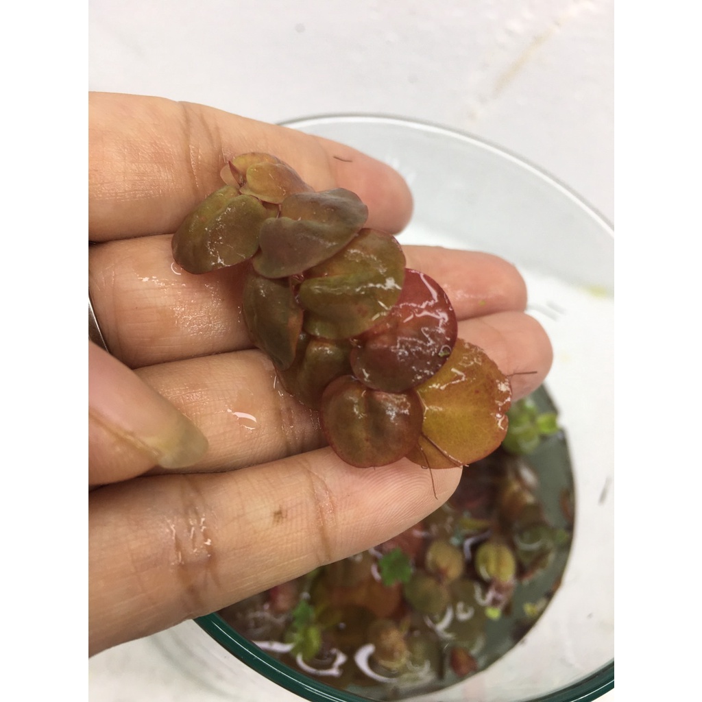 จอกแดงญี่ปุ่น ปลอดสารพิษ100% ช่วยดูดไนเตรทในน้ำ - รูปที่ 2