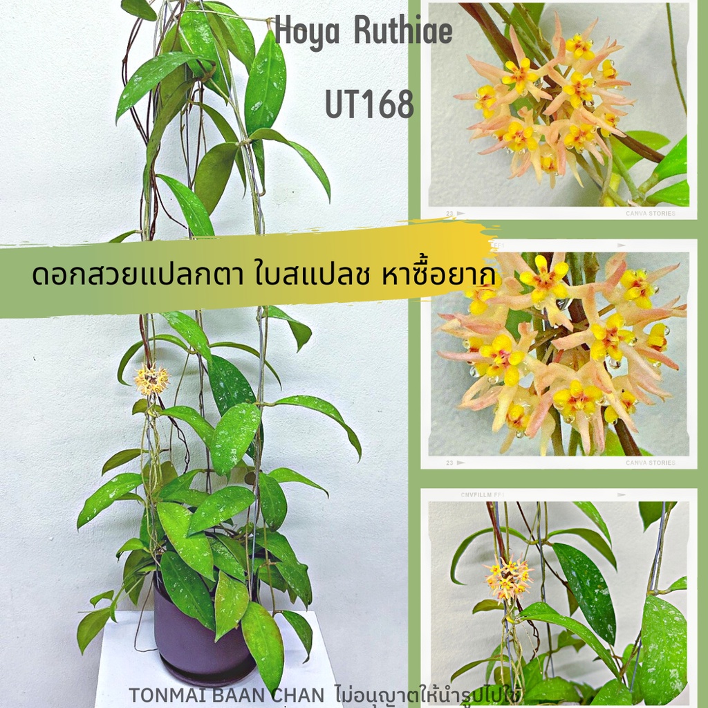 Hoya ruthiae UT168 ดอกสวย ใบสวย  ไม้ดอก ต้นไม้แขวนประดับ
