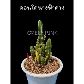 คอนโดนางฟ้าด่าง สูง8-10นิ้ว ฟอร์มกอใหญ่ คอนโดนางฟ้า ปราสาทนางฟ้า Cactus​ แคคตัส กระบองเพชร​ ไม้อวบน้ำ​ คอนโดนางฟ้ายักษ์