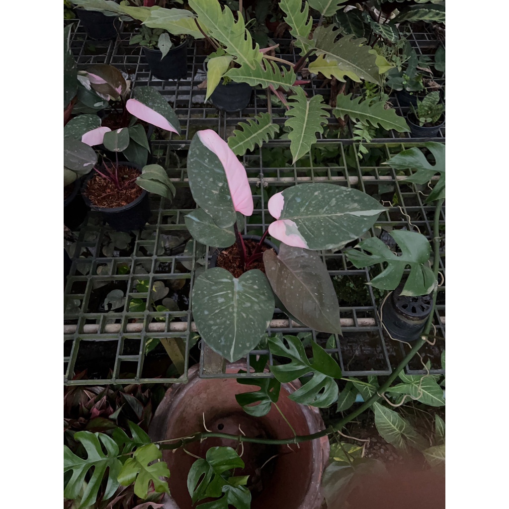 มุมมอง 2