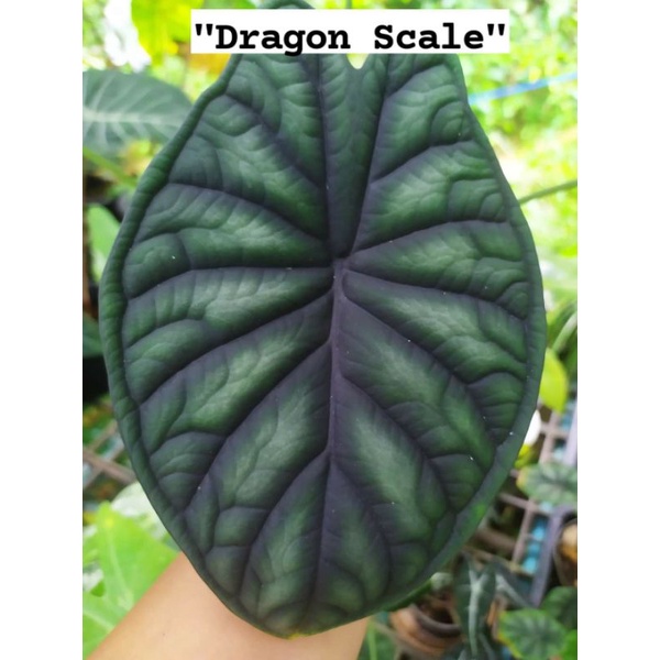 Alocasia "Dragon Scale"