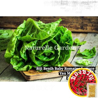 เมล็ดทารกเมล็ด Romaine ผักกาดหอม Romaine เมล็ดผักกาดหอมเมล็ด (200เมล็ดต่อแพ็ค) GF2G