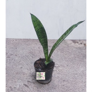 ต้นลิ้นมังกร สายพันธุ์สายไหม snake plant, Saint Georges sword, mother-in-laws tongue กระถาง 2.5" ไม้มงคล ฟอกอากาศดีมาก