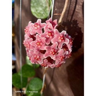 hoya carnosa freckles splash