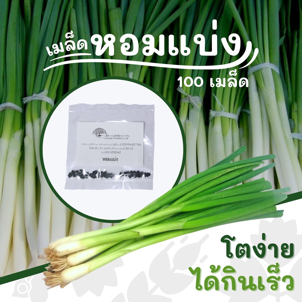 เมล็ดหอมแบ่ง 100 เมล็ด (แบ่งขาย) เมล็ดผัก ต้นหอม