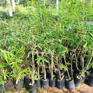 ขั้นต่ำ2ต้น (ของแท้)ไผ่บงหวานเพชรน้ำผึ้งเบอร์9 หน่อใหญ่ คัดต้นสวยๆ อวบๆจากสวน