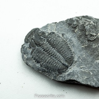 [อายุกว่า 505 ล้านปี!!!] #200 ฟอสซิล ไทรโลไบต์ Elrathia Kingi Trilobite ของแท้ ขนาดเล็ก บน Matrix จาก USA