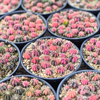 ต้นยิมโน LBHB ด่าง และ ยิมด่าง- แอลบีไฮบริดด่าง&ยิมโนด่าง (gymnocalycium) - กระบองเพชร ราคาถูก🌵แคคตัส🌵