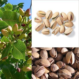 1Pcs NUT Tree Pistachios เมล็ด Pistacia หายากเมล็ดผลไม้ Tropical Plant NUT SEED เม็ด/ดอกไม้/ดอกทานตะวัน/ดอกทานตะวัน/ TZK