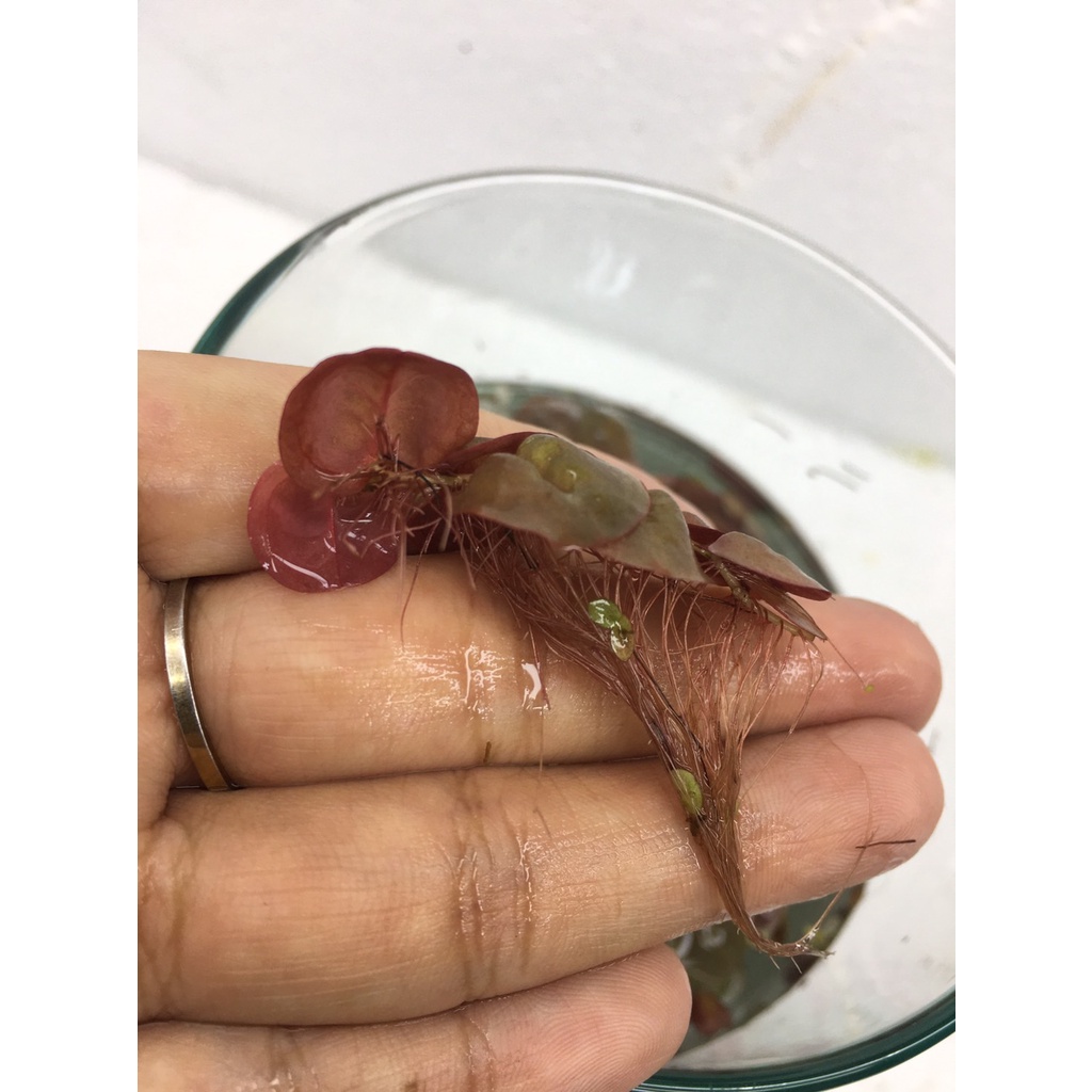 จอกแดงญี่ปุ่น ปลอดสารพิษ100% ช่วยดูดไนเตรทในน้ำ - รูปที่ 3